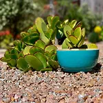 Senteurs Du Maquis 4*