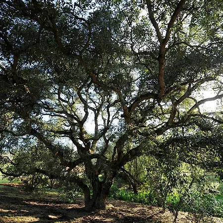 Senteurs Du Maquis Πανσιόν