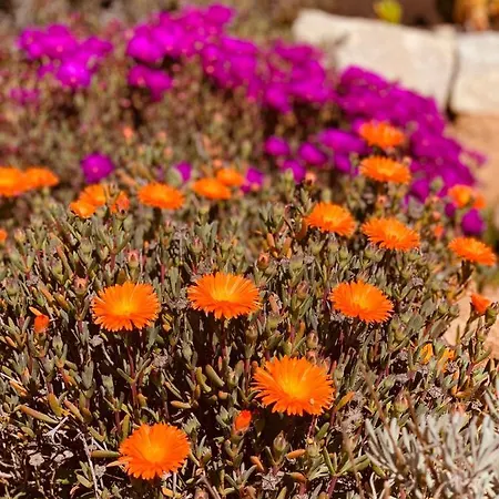 Senteurs Du Maquis 4* Porticcio (Corsica)