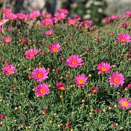 Senteurs Du Maquis 4*