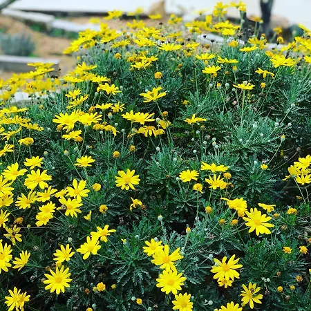 Senteurs Du Maquis Πανσιόν Porticcio (Corsica)