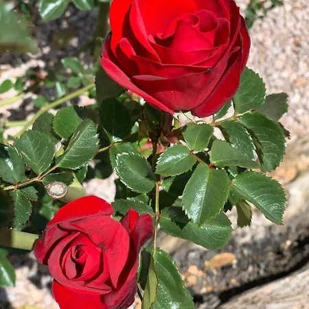 Senteurs Du Maquis Casa de hóspedes Porticcio (Corsica)