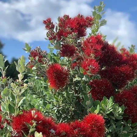 Senteurs Du Maquis Casa de hóspedes Porticcio (Corsica)