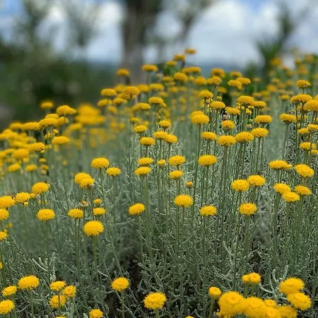 Senteurs Du Maquis Casa de hóspedes Porticcio (Corsica)