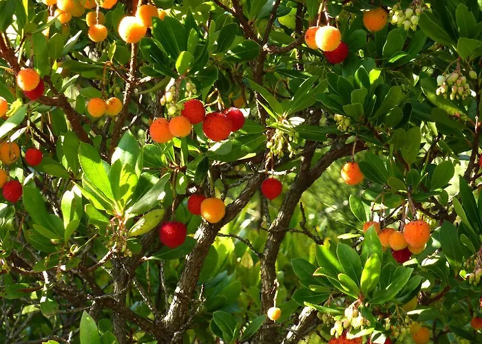 Senteurs Du Maquis Πανσιόν Porticcio (Corsica)