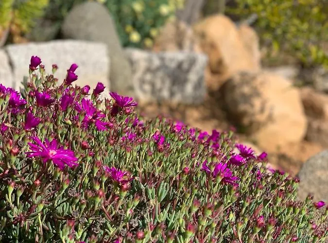 Senteurs Du Maquis Πανσιόν Porticcio (Corsica)