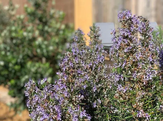 Senteurs Du Maquis 4* Porticcio (Corsica)