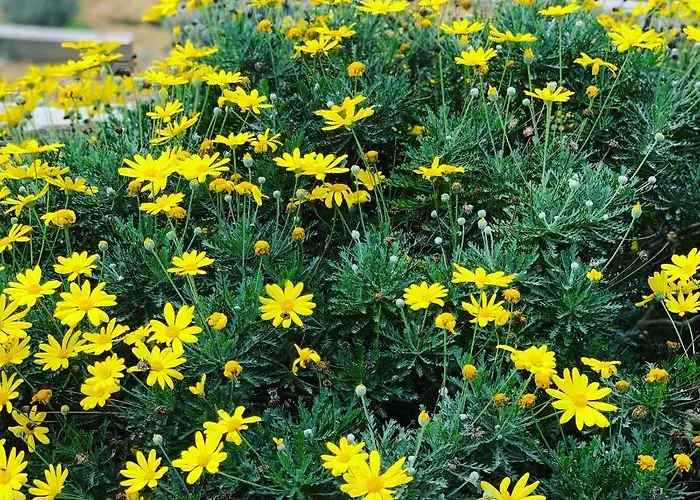 Senteurs Du Maquis Πανσιόν Porticcio (Corsica)
