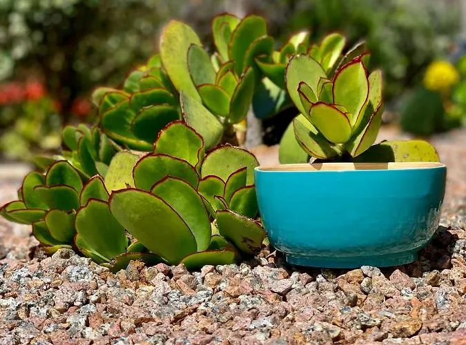 Senteurs Du Maquis 4*