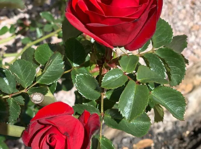 Senteurs Du Maquis Πανσιόν Porticcio (Corsica)