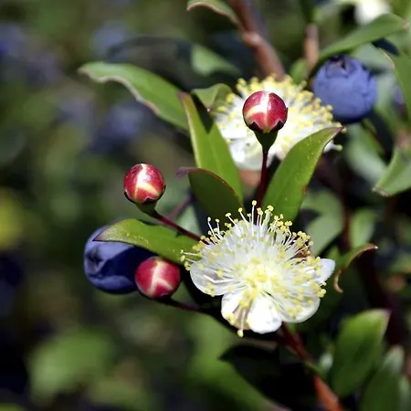 Senteurs Du Maquis 4* Porticcio (Corsica)