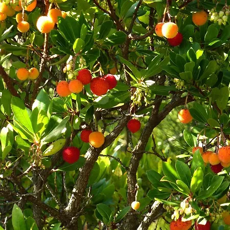 Senteurs Du Maquis Maison d'hôtes Porticcio (Corsica)