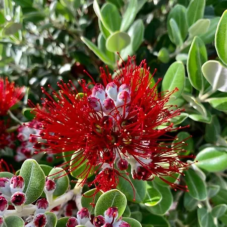 Penzion Senteurs Du Maquis