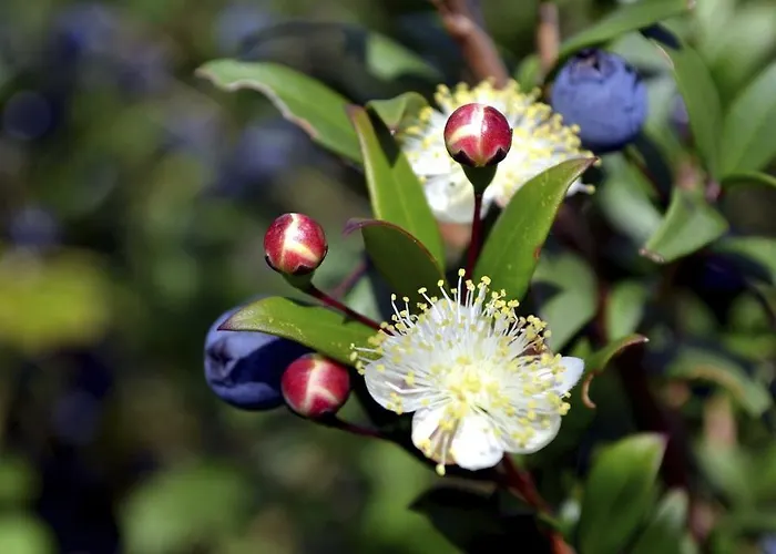 Senteurs Du Maquis 4* Портисьо