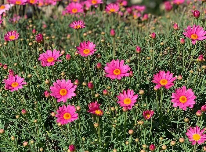 Senteurs Du Maquis 4*