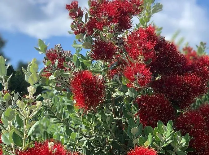 Senteurs Du Maquis Гостевой дом Портисьо