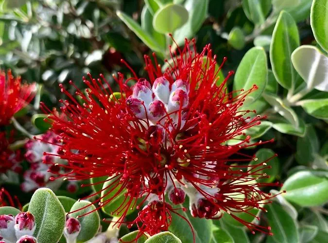 Гостевой дом Senteurs Du Maquis