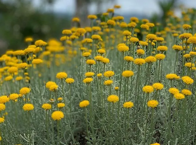 Senteurs Du Maquis Гостевой дом Портисьо